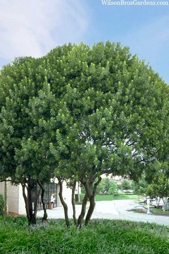 Southern Wax Myrtle, Wax Myrtle, Bayberry Candles, Fast Growing Evergreens, Evergreen Hedge, Myrtle Tree, Foundation Planting, Evergreen Plants, Wildlife Gardening