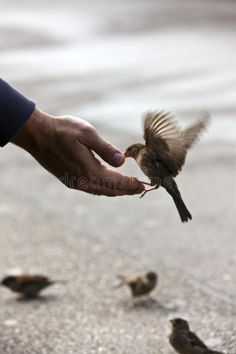 Bird feeding hand. Bird gets feeded by human male hand , #AD, #hand, #feeding, #Bird, #male, #human #ad Spiritual Care, Bird Feeding, Human Male, Male Hands, Animal Companions, Bird Photo, Birds Flying, Share Photos, Stock Pictures