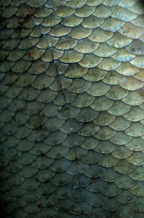 Fish Scales Photography, Fish Scales Aesthetic, Green Scales Aesthetic, Fish Scales Tattoo, Scales Aesthetic, Fish Texture, Peter Pan Kostüm, Animal Scales, Sea Texture