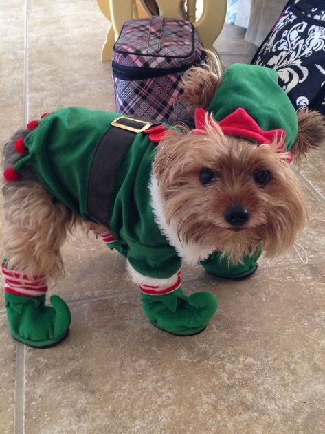 Christmas Elf Outfit, Elf Outfit, Top Dog Breeds, Christmas Surprise, Yorkshire Terrier Puppies, Terrier Puppies, Yorkie Puppy, Lap Dogs, Dog Biting