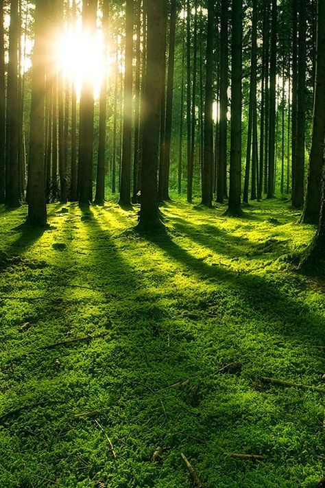 Era Victoria, Forest Light, Forest Wallpaper, Green Forest, Morning Sun, Green Nature, Alam Yang Indah, Beautiful Nature Pictures, Green Grass