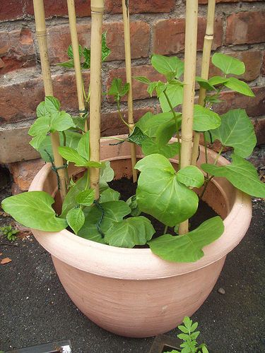 http://jasmith1.hubpages.com/hub/Growing-Vegetables-In-Pots-Runner-Beans Growing Runner Beans, Vegetables In Pots, Potted Gardens, Growing Beans, Patio Gardening, Growing Vegetables In Pots, Beans Beans, Sprouting Seeds, Runner Beans