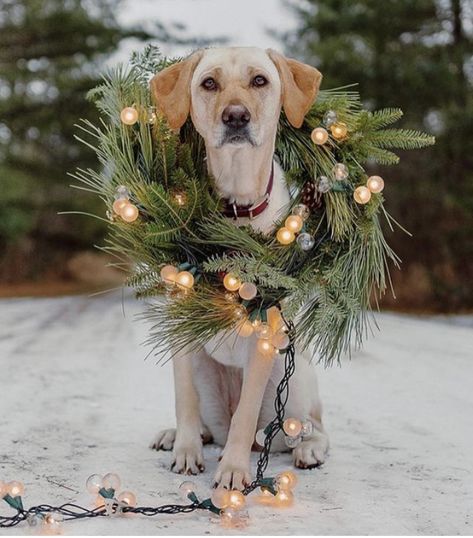 Christmas Dog Photography, Holiday Dog Photos, Christmas Pet Photos, Dog Christmas Photos, Dog Christmas Pictures, Animal Photoshoot, Puppy Portraits, Puppy Photography, Dog Xmas