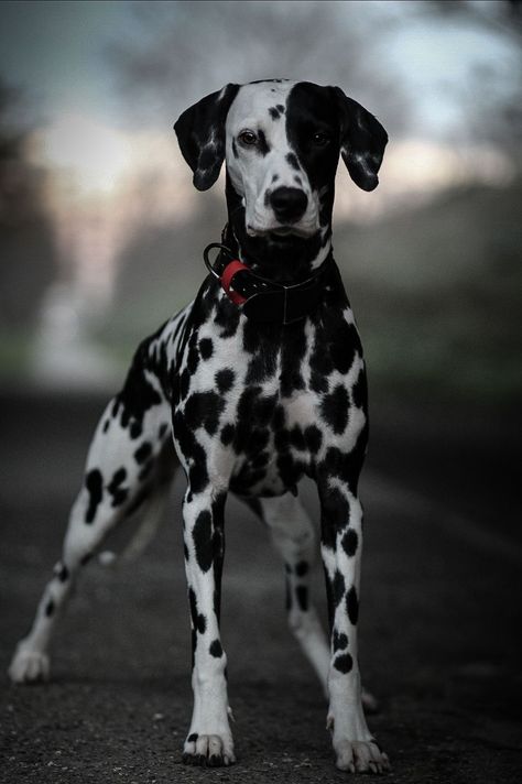 Dog Photoshoot Pet Photography, Wolf Poses, Scary Dogs, Really Cute Puppies, Dalmatian Dog, Dalmatian Dogs, Cute Little Puppies, Pretty Dogs, Pretty Animals