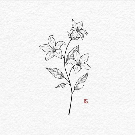 Japanese Jasmine Flower Tattoo, Jasmine Doodle Flower, White Jasmine Tattoo, Small Jasmine Tattoo, Jasmine Line Art, Star Jasmine Drawing, Simple Jasmine Flower Tattoo, Arabian Jasmine Tattoo, Jonquil Flower Drawing