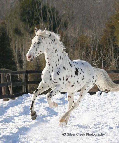 White horse with black spots Spotted Horse, Leopard Appaloosa, Horse Running, Appaloosa Horse, Most Beautiful Horses, Appaloosa Horses, Majestic Horse, All The Pretty Horses, Favorite Animals