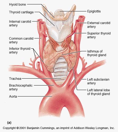 Anatomy of the thyroid gland Thyroid Gland Drawing, Thyroid Gland Anatomy, Medical Physics, Drawing Subjects, Subclavian Artery, Medical Sonography, Diagnostic Medical Sonography, Carotid Artery, Medical Student Study