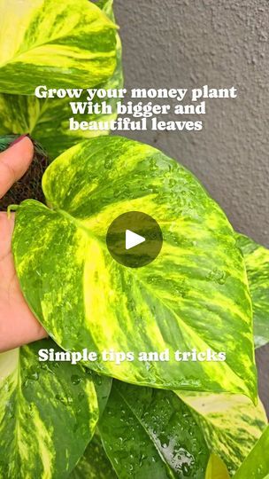 Money Plant Indoor, Money Plant Care, Money Plants, Money Plant, Big Leaves, Epsom Salt, Climbing Plants, Terrace Garden, Plant Lady