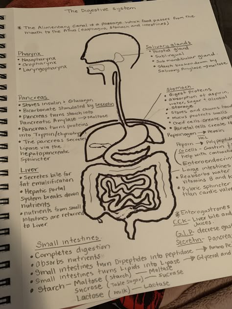 Digestive System Aesthetic, Digestive System Notes Aesthetic, Biology Notes Aesthetic Digestive System, Digestive System Notes, Digestion And Absorption Neet Notes, Nutrition In Human Beings Notes, Science Digestive System Notes, Biology Circulatory System Notes, The Digestive System Notes