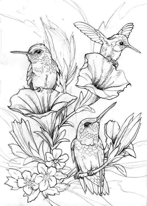 Hummingbird Coloring Pages ⋆ coloring.rocks! Modele Zentangle, Hummingbird Colors, Hummingbird Drawing, Drawing Hair, Bird Coloring Pages, Bird Drawings, Drawing Tutorials, Coloring Book Pages, Coloring Pictures