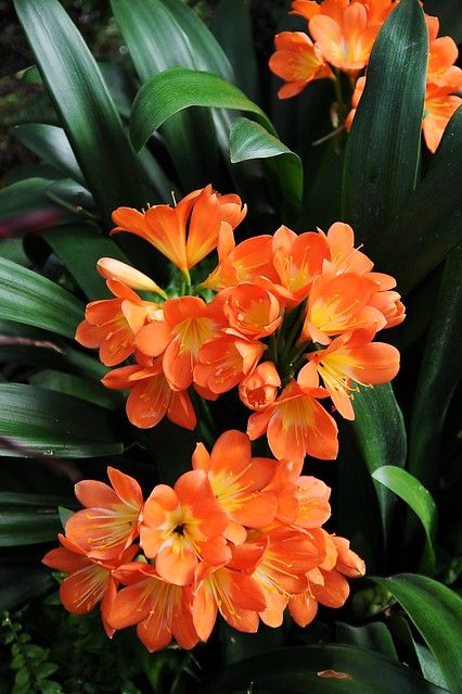 Clivia Miniata, Contemporary Gardens, Balinese Garden, Tropical Landscaping, Orange Flower, Shade Plants, Tropical Garden, Shade Garden, Orange Flowers