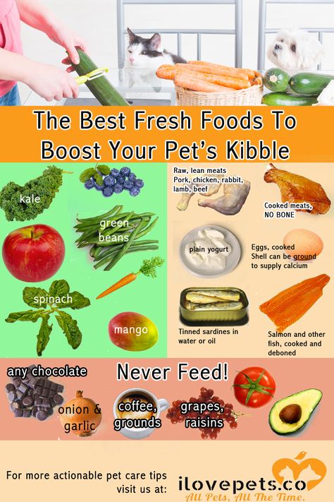 The best, most nutritious fresh foods to add to #cat or #dog kibble. Things To Add To Dry Dog Food, Raw And Kibble Diet, Things To Add To Dog Food, Best Kibble For Dogs, Things To Add To Dog Kibble, Additives For Dog Food, Adding Fresh Food To Kibble, Things To Add To Your Dogs Dry Food, What Can I Add To My Dogs Dry Food