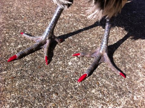 Bright Red Nail Polish, Polish Chicken, Bright Red Nails, Soft Paws, Chicken Ranch, Toenail Polish, Red Nail Polish, Trending Nail Designs, Pink Nail Polish