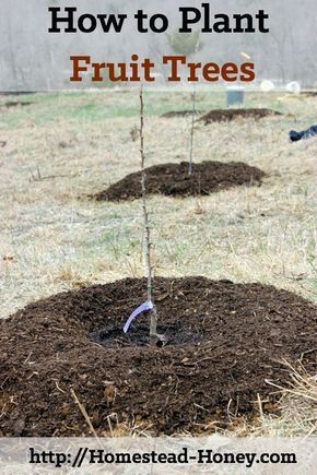 Homestead Orchard, Plant Fruit Trees, Trees Backyard, Fruit Trees Backyard, Planting Fruit Trees, Fruit Tree Garden, Orchard Garden, Backyard Trees, Landscaping Trees