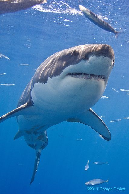 Save The Sharks, Shark Pictures, Fauna Marina, Shark Swimming, Water Animals, Underwater Creatures, White Sharks, Great White Shark, Great White