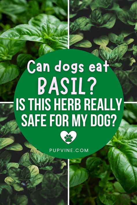 Can dogs eat basil? Is this herb really that good for your dog? Let's learn about the benefits that this herb / spice brings along. Herbs For Dogs, Dog Food Brands, Dog Nutrition, Raw Food Diet, Dog Allergies, Can Dogs Eat, Dog Parents, Dog Eating, Raw Food Recipes