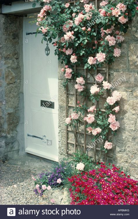 Iceberg Climbing Rose, Climbing Roses Trellis, Rose Plant Care, White Front Door, Climbing Trellis, Flower Trellis, Rose Garden Design, Rose Trellis, Rose Rise