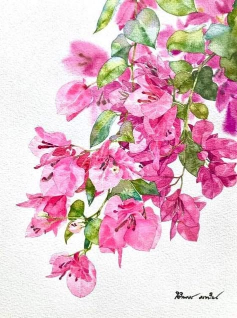 Bogenvilla Watercolor, How To Draw Bougainvillea Step By Step, Bogenvilla Flower Painting, Bougainvillea Drawing Simple, Buganvilla Painting, Buganvilla Watercolor, Buganvilla Flower, Watercolour Bougainvillea, Boganvillia Aesthetic