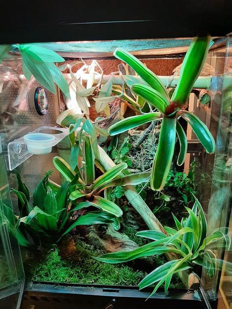 Day Gecko Enclosure, Day Gecko Terrarium, Gecko Enclosure, Gecko Vivarium, Day Gecko, Gecko Terrarium, Reptile Room, Vivarium, Gold Dust