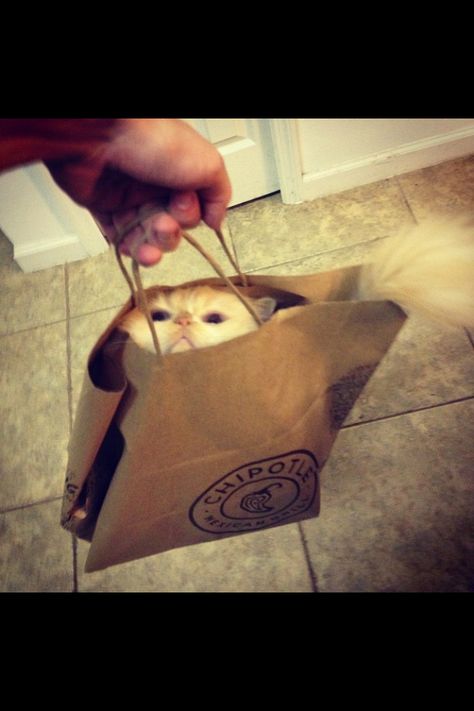 Did someone order a purrito? - Imgur Cat In A Bag, Pictures Of Cats, Cat Box, In The Bag, The Bag, Funny Pics, Crazy Cat Lady, Crazy Cats, Cat Lady