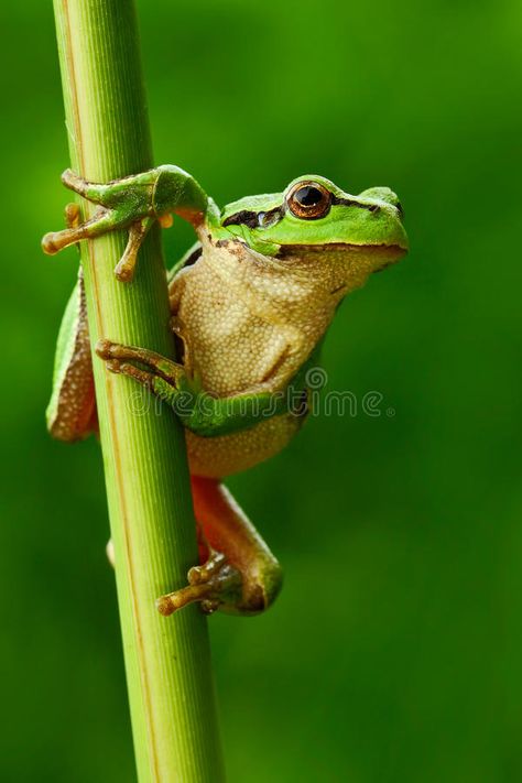 Nice green amphibian European tree frog, Hyla arborea, sitting on grass with cle , #ad, #frog, #tree, #arborea, #Hyla, #green #ad Frog Witch, Hairstylist Tattoos, Amazing Frog, Animal Classification, Textured Skin, Photography Board, Frog Pictures, Dart Frog, Frog Art