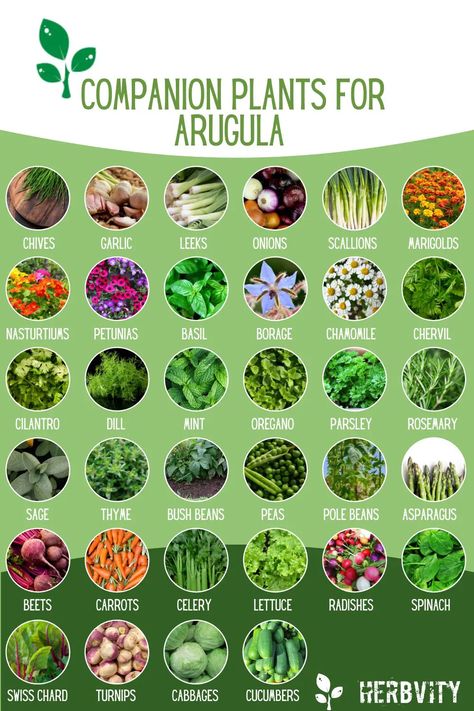 Companion Plants for Arugula Flea Beetles, Modern Farmer, Bush Beans, Companion Plants, Attracting Beneficial Insects, Pole Beans, Aromatic Plant, Attract Pollinators, Home Vegetable Garden