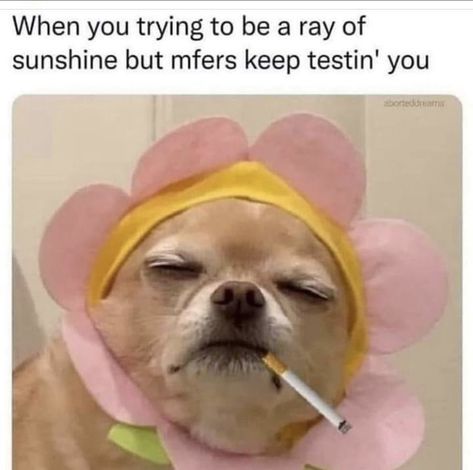 Catherine Grace, Relatable Pics, Funny Farm, Sarcasm Only, Funny Dog Memes, Ray Of Sunshine, Morning Humor, Funny As Hell, Work Memes