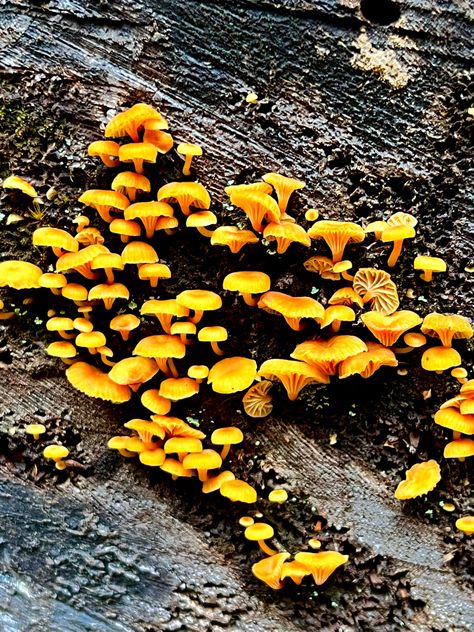 small yellow-orange mushrooms found on a decaying log in an oregon forest / photo taken by Gwenyth Fisk Painting Foliage, Oregon Forest, Yellow Mushroom, Orange Mushroom, Mushroom Pictures, Forest Photos, Character Aesthetics, Fantasy Forest, Autumn Aesthetic