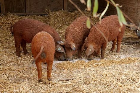 Wooly Pig, Tamworth Pig, Mangalitsa Pig, Pastured Pigs, Pig Breeds, Raising Pigs, Wild Pig, Piggly Wiggly, Animal Husbandry