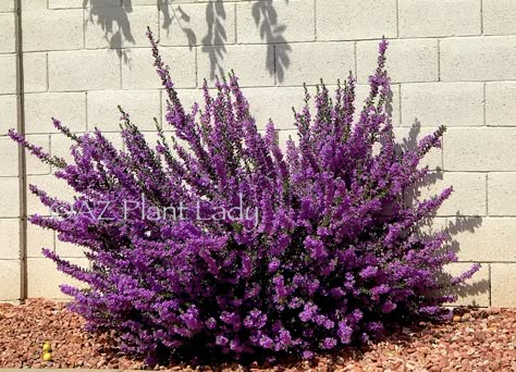 Desert Planting Design, Backyard Landscaping Dessert, Utah Plants Landscaping, Desert Garden Plants, Desert Flower Landscaping, Green Desert Landscaping, Best Plants For The Desert, Xeriscape For Beginners, Southwest Texas Landscaping