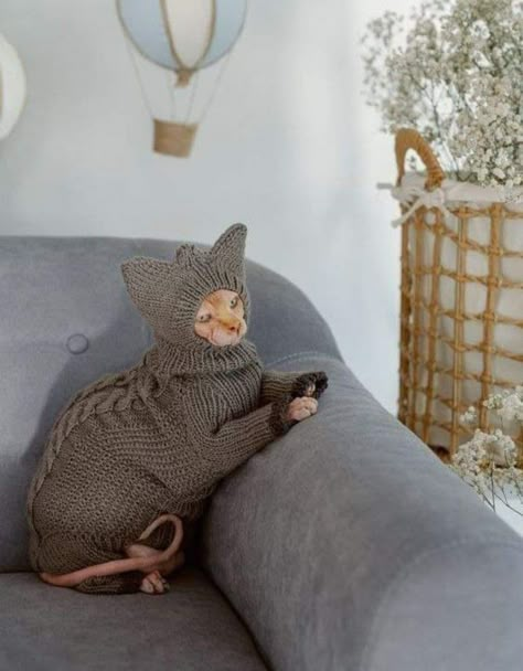 Cat Jumpsuit, Knit Cat, Chat Sphynx, Feb 26, Dream's Cat, Cat Hacks, Cat Sweater, Knitted Cat, Hairless Cat