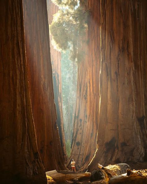 General Sherman Tree, Sequoia Tree, Kings Canyon National Park, Kings Canyon, Visit California, California National Parks, Sequoia National Park, National Parks Usa, Big Tree