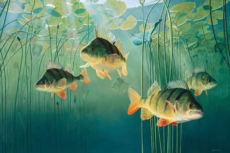 Perch, watercolor by David Miller of Ocean Water Painting Group Lake Fish Art, Fish In Water Painting, Perch Painting, Ocean Water Painting, Fly Fishing Tattoo, Lake Fish, Fauna Marina, Fish Artwork, David Miller