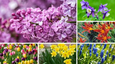 Landscaping With Lilacs, What To Plant With Lilacs, Lilac Companion Plants, Lilac Garden Ideas, Lilac Landscaping Ideas, Lilac Garden Landscapes, Lilac Landscaping, Lilac Bush Landscaping, Lilac Recipes