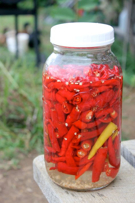 Hot peppers fermenting in a salt water brine | Homestead Honey Dehydrate Peppers, Freeze Peppers, Preserve Peppers, Fermented Hot Sauce Recipe, Lacto Fermented, Homemade Hot Sauce, Pepper Recipes, Hot Sauce Recipes, Fermentation Recipes