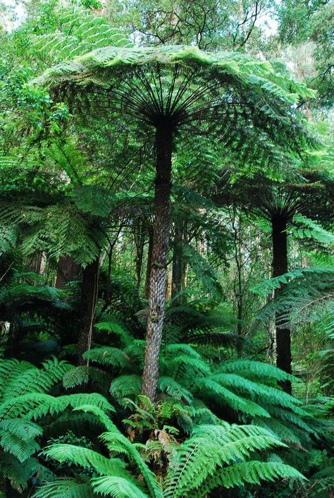 Mount Worth State Park, Victoria, Australia Prehistoric Flowers, Prehistoric Garden, Tree Umbrella, Dragon Blood Tree, Ferns Garden, Tree Fern, Tree Species, Unique Trees, Tree Forest