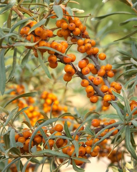 Sea Buckthorn - A Foraging Guide to Its Food, Medicine and Other Uses Foraging Guide, Scottish Cottages, Wild Food Foraging, Food Medicine, Foundation Planting, Coastal Gardens, Food Forest, Harvest Time, Sea Buckthorn