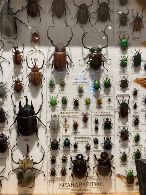 Beetle Collection, Bug Hunting, Bug Taxidermy, Types Of Bugs, Insect Taxidermy, Cool Insects, Wet Specimen, Bug Collection, Insect Collection