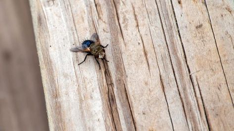 How Do You Get Rid Of Flies Outside? – Forbes Home Rid Of Flies Outside, Get Rid Of Flies Outside, Fly Deterrent, Fly Infestation, Flies Outside, Get Rid Of Flies, Fly Love, Fly Paper, Fly Free