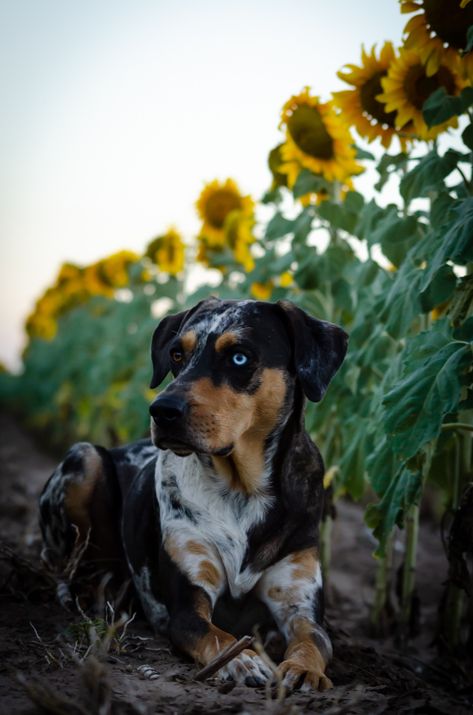 Catahoula Leopard Dog Leopard Dog Catahoula, Catahoula Bulldog, Catahoula Dog, Catahoula Leopard Hound, Catahoula Puppies, Ranch Dogs, Louisiana Catahoula Leopard Dog, Rare Dog Breeds, Rare Dogs