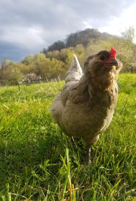 Chicken Free Range, Americana Chickens, Ameraucana Chicken, Chicken Aesthetic, Backyard Flowers Garden, Pet Chicken, Homestead Life, Beautiful Chickens, Happy Stuff