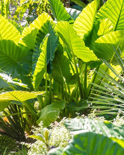 🌿 Plant of the Week: Giant Taro - Alocasia Macrorrhizos 🌿⁠ ⁠ Alocasia macrorrhizos, commonly known as Giant Taro or Elephant Ear, is renowned for its extensive foliage and robust stature. This plant plays a significant role in both horticultural and cultural contexts across tropical and subtropical regions worldwide.⁠ ⁠ This plant features immense, glossy, arrow-shaped leaves that can grow 2 metres in length. The leaves rise on sturdy, upright stems, creating a dramatic architectural effect. ... Taro Plant, Elephant Ears, Front Yard, Yard, Elephant, Canning, Architecture, Plants