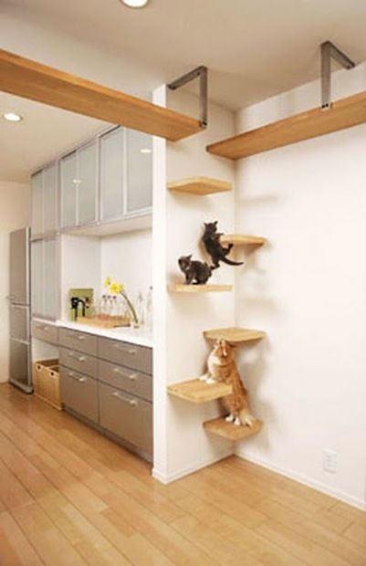 "Cat walk" for the cats! Awesome. #TheCats Cool Cat Beds, Laundry Airer, Katt Diy, Katt Grejer, Koti Diy, Cat Wall Shelves, Diy Cat Tree, Diy Remodeling, Cat House Diy