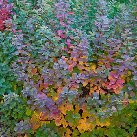 Blue Kazoo Spirea, Poprocks Petite Spirea, Gold Flame Spirea, Spirea Bush Landscaping Ideas, Minnesota Landscaping Ideas, Spirea Bush Landscaping, Birchleaf Spirea, Magic Carpet Spirea, Spirea Plant