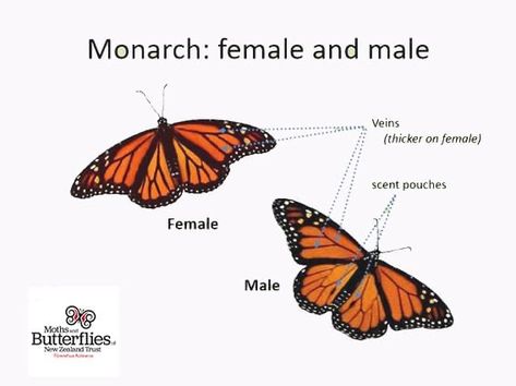 Cottage Core Food, Monarch Butterfly Wings, Black Scales, Monarch Butterfly Tattoo, Butterfly Species, Cute Eye Makeup, Cute Cottage, Spot The Difference, Forest School