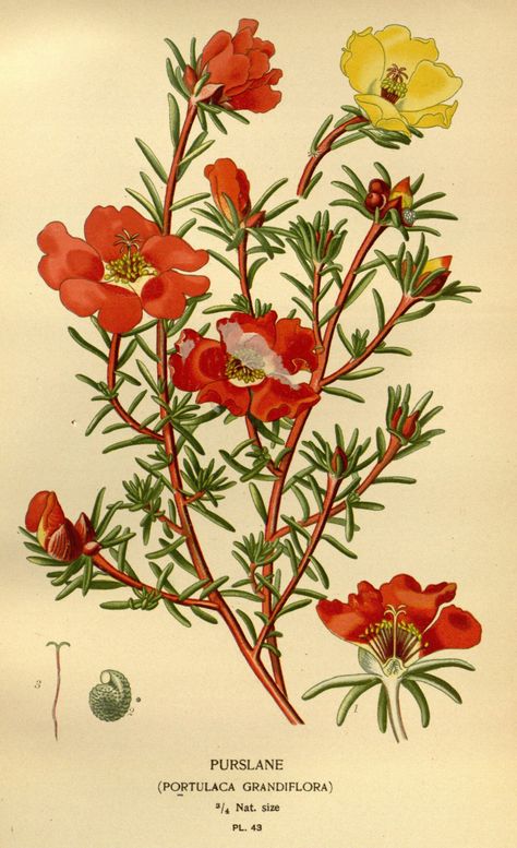 Portulaca grandiflora - circa 1897 Portulaca Flowers, Portulaca Grandiflora, Missouri Botanical Garden, Favourite Flowers, Botanical Illustration Vintage, Vintage Botanical Prints, Botanical Painting, Scientific Illustration, Plant Illustration