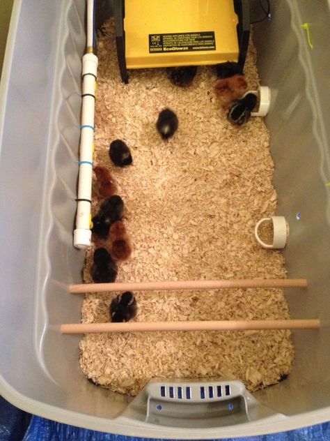 BROODER thread! Post pics of your brooders! | Page 295 | BackYard Chickens - Learn How to Raise Chickens Chicken Brooder Box Diy, Diy Brooder Box Ideas, Brooder Box Ideas Diy, Brooder Box Ideas, Chick Brooder Ideas, Diy Chick Brooder, Brooder Ideas, Chicken Brooder Box, Chick Brooder