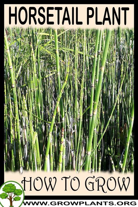 Horse Tail Reed Bamboo, Horsetail Reed Planter, Silo Pool, Horse Tail Plant, Attract Dragonflies, Islamic Garden, Horsetail Plant, Horsetail Reed, Houseplant Tips