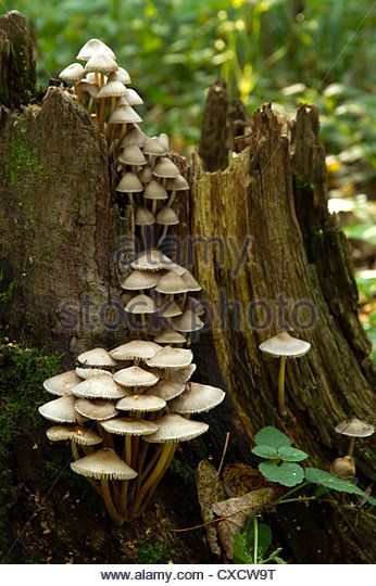 white autumn mushrooms on the tree stump - Stock Image Mushrooms On Tree Stump, Mushroom On Tree Drawing, Mushrooms Growing On Trees, Mushroom Astethic, Tree Astethic, Tree Stump Painting, Tree With Mushrooms, Forest Mushrooms, Mushroom Pictures