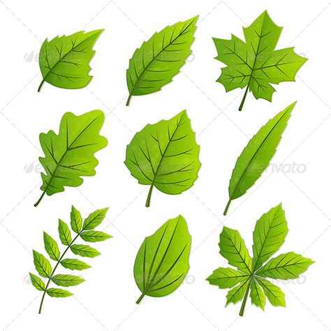 Forest Leaves Drawing, Forest Icon, Shadow Tree, Leaf Identification, Different Trees, Different Leaves, Trees Vector, Rainforest Theme, Gold And Black Background